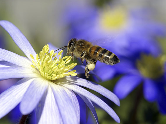 Fitosanitarios que no perjudican a las abejas